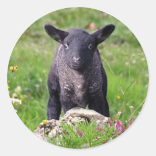 Adesivo Baa Baa Black Sheep Sticker