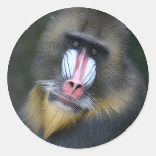 Adesivo Baboon Face Sticker