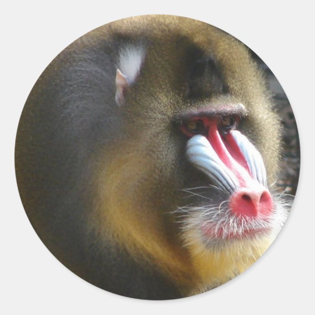 Adesivo Baboon Sticker (Frente)
