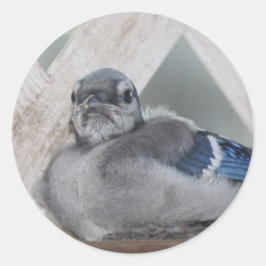Adesivo Baby Blue Jay Stickers