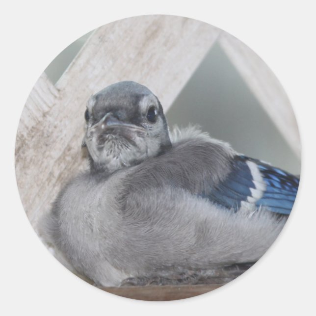 Adesivo Baby Blue Jay Stickers (Frente)