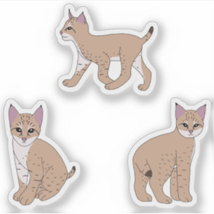 Adesivo Baby Bobcats