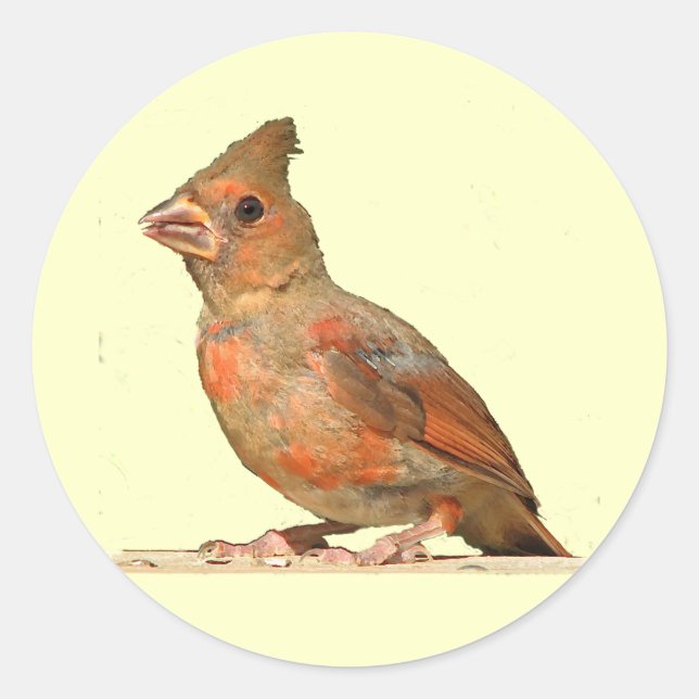 Adesivo Baby Cardinal (Frente)