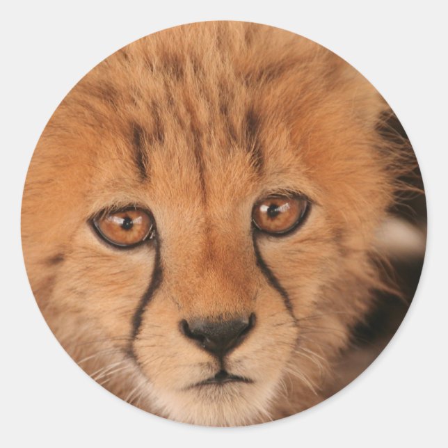 Adesivo Baby Cheetah Stickers (Frente)