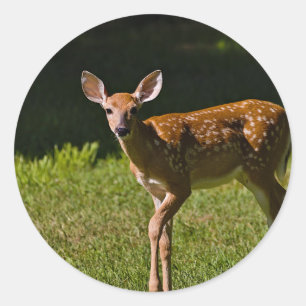 Adesivo Baby Deer