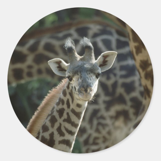 Adesivo Baby Giraffe (Frente)