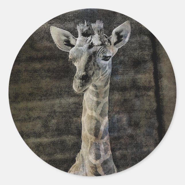 Adesivo Baby Giraffe (Frente)