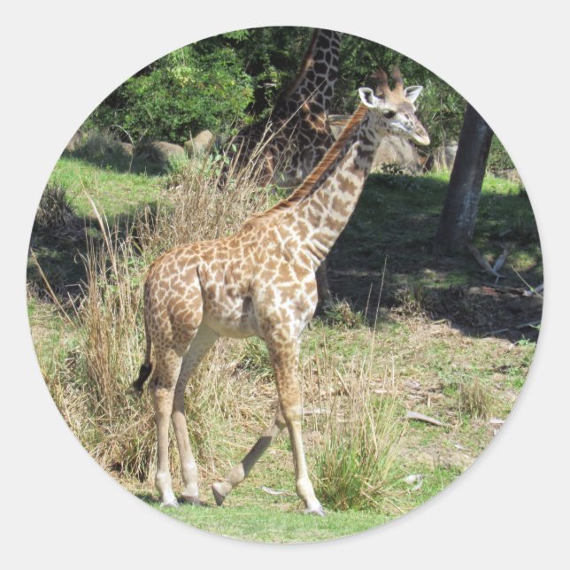 Adesivo Baby Giraffe Stickers (Frente)