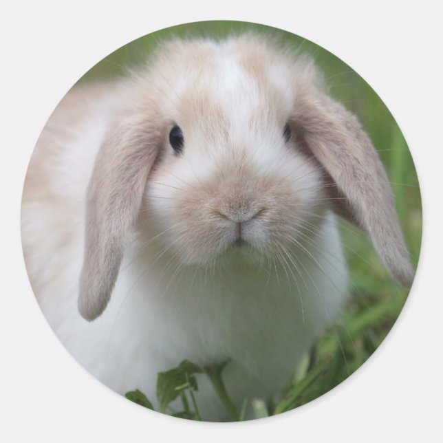 Adesivo Baby Holland Lop Bunny (Frente)