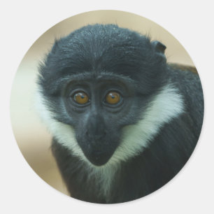 Adesivo Baby L’Hoest Monkey Metal Impressão