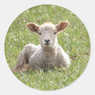 Adesivo Baby Lamb