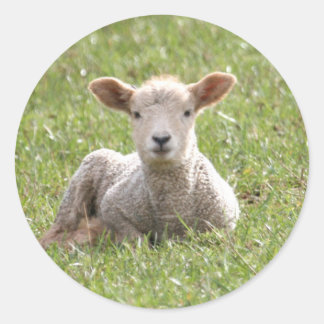 Adesivo Baby Lamb