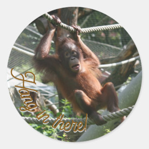 Adesivo Baby Orangutan - Aguente aí
