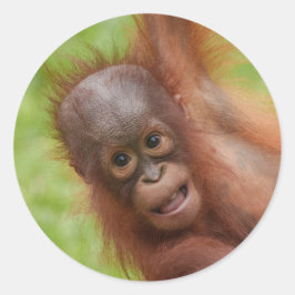 Adesivo Baby Orangutan Joy