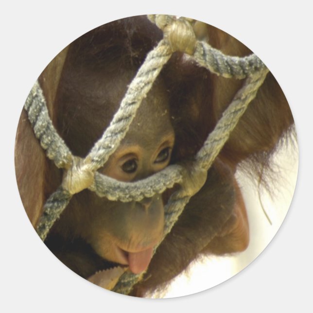 Adesivo Baby Orangutan Sticker (Frente)