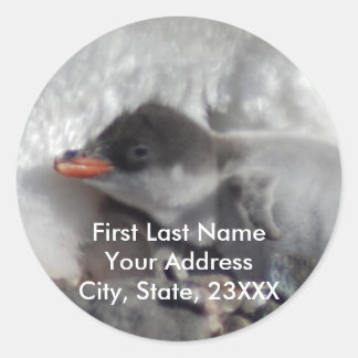Adesivo Baby Penguin 2 Return Address Labs ou Stickers