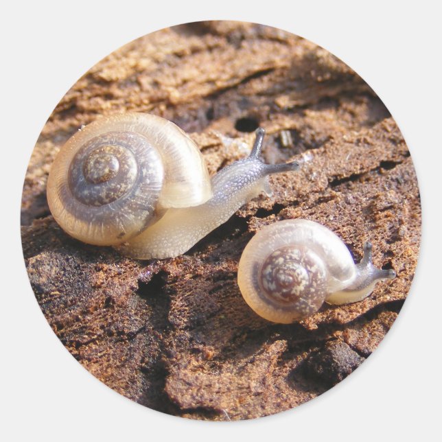 Adesivo Baby Snails Sticker (Frente)