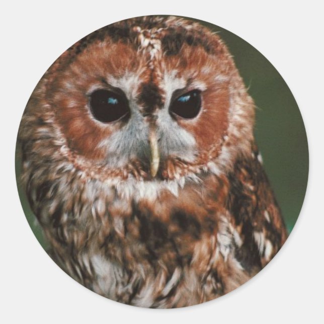Adesivo Baby Tawny Owl (Frente)