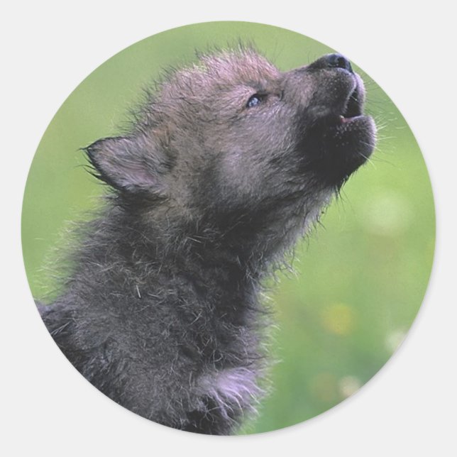 Adesivo Baby Wolf Howls (Frente)