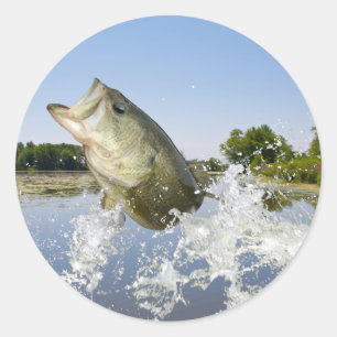 Adesivo Baixo salte 2013