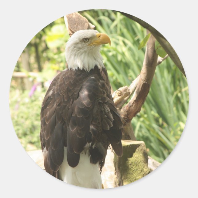 Adesivo Bald Eagle (Frente)