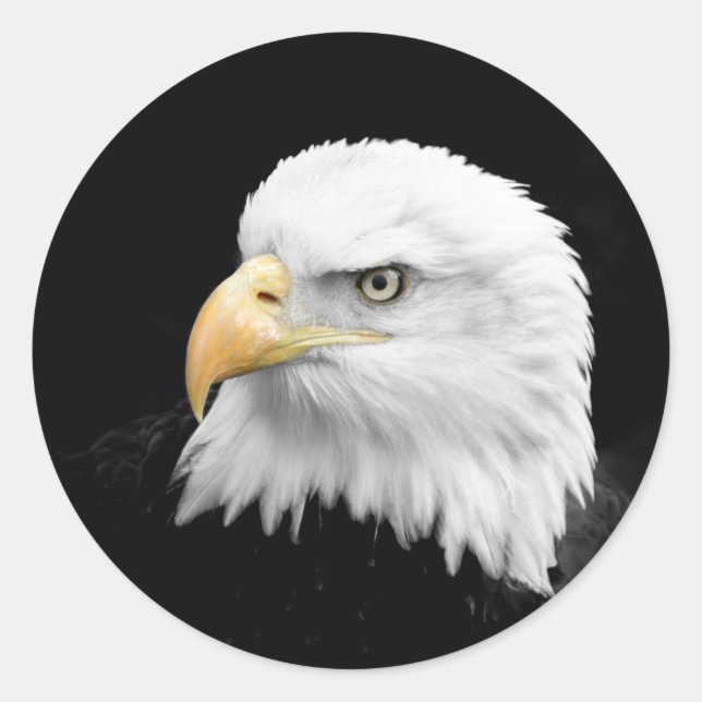 Adesivo Bald Eagle (Frente)