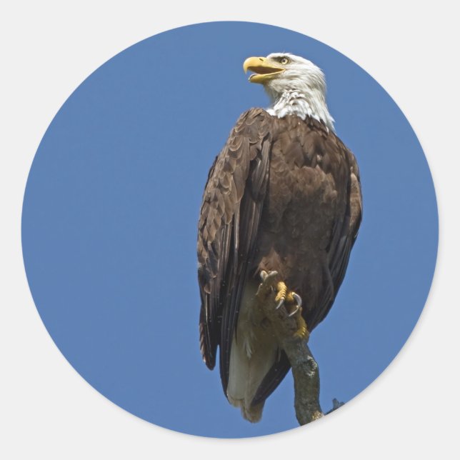 Adesivo Bald Eagle 4 (Frente)
