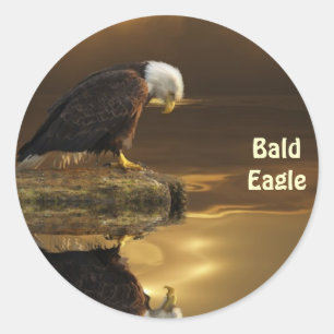 Adesivo Bald Eagle GRATITUDE Wildlife Fotografia