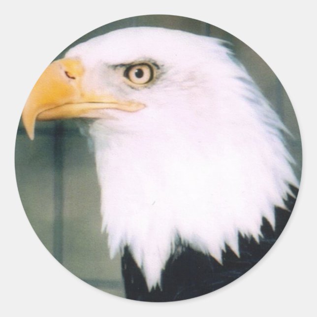 Adesivo Bald Eagle Sticker (Frente)