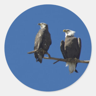 Adesivo Bald Eagles