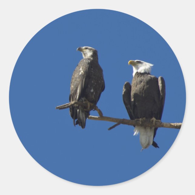 Adesivo Bald Eagles (Frente)