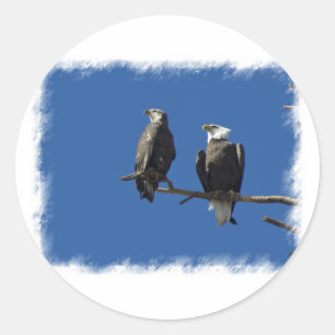 Adesivo Bald Eagles
