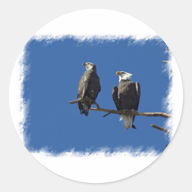 Adesivo Bald Eagles (Frente)