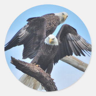 Adesivo Bald Eagles