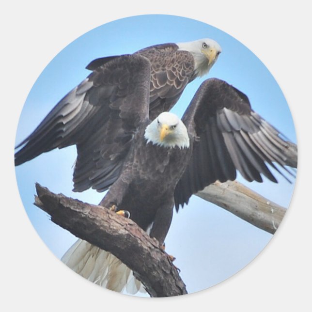 Adesivo Bald Eagles (Frente)