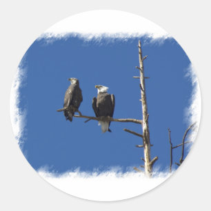 Adesivo Bald Eagles
