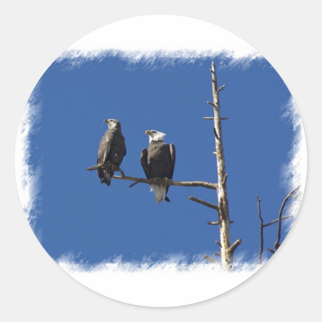 Adesivo Bald Eagles (Frente)