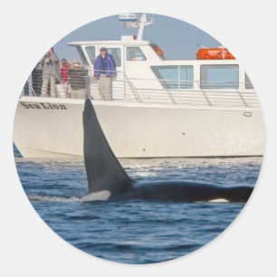 Adesivo Baleia de assassino da orca - transeunte,