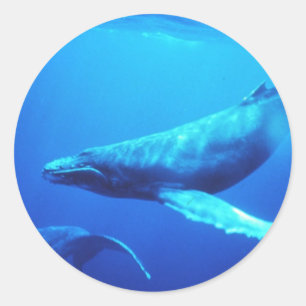 Adesivo Baleia de Humpback