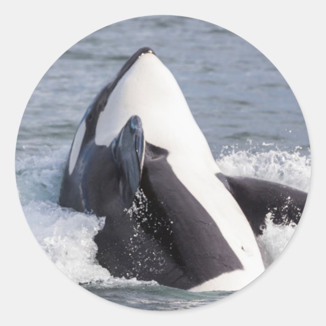 Adesivo Baleia Orca saltando (Frente)