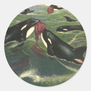 Adesivo Baleias Assassinas e Orcas, Mamíferos Marinhos Vin