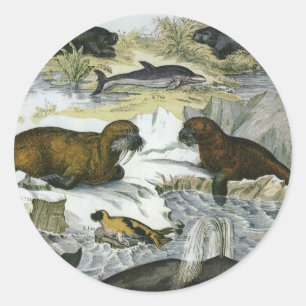 Adesivo Baleias, Focas e Walruses, Animais Marinhos Antigo