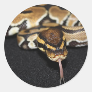 Adesivo Ball Python Sticker