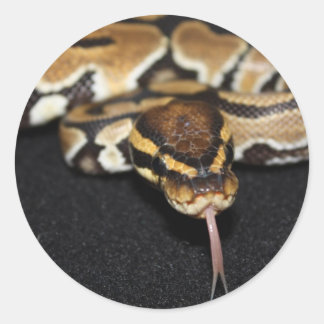 Adesivo Ball Python Sticker