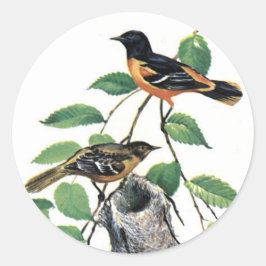 Adesivo Baltimore Orioles - Aves Ilustradas