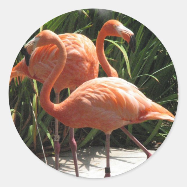 Adesivo Bando de Flamingos Stickers (Frente)