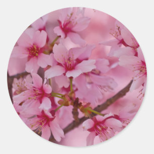 Adesivo Banhado em flores de cerejeira japonesas cor-de-ro