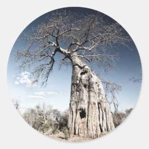 Adesivo Baobab Tree no Parque Nacional de Mana Piscina, Zi