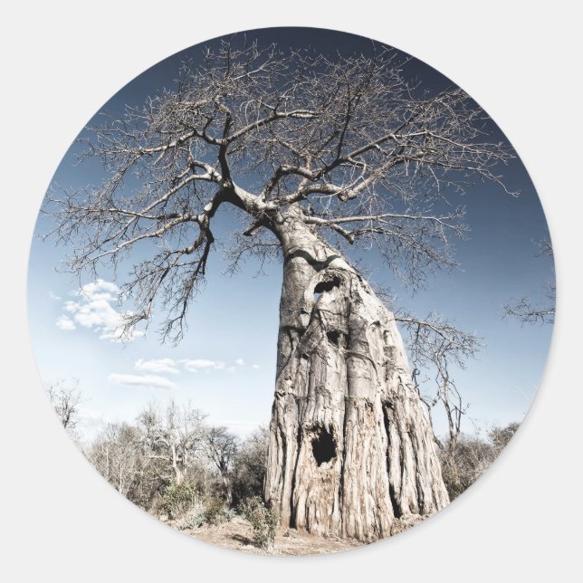 Adesivo Baobab Tree no Parque Nacional de Mana Piscina, Zi (Frente)