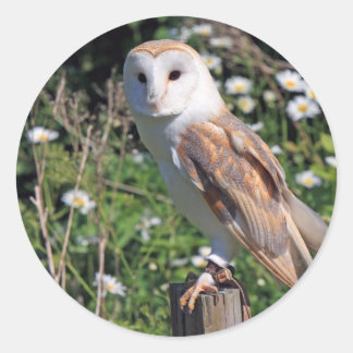 Adesivo Barn Owl